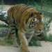 Usurijský tygr